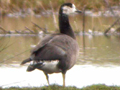 Barnacle Goose x Greater White-fronted Goose hybrid